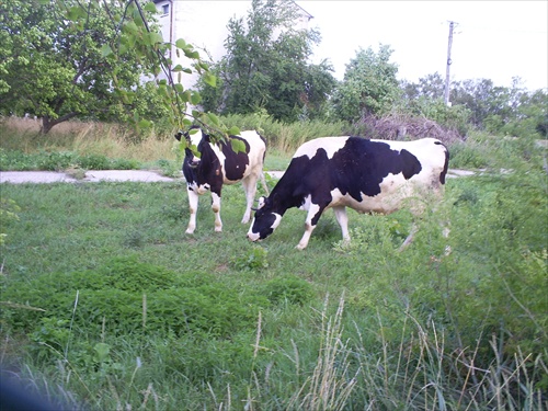 aj toto sme videli na vychádzke....