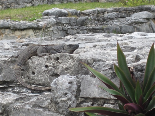 Iguana