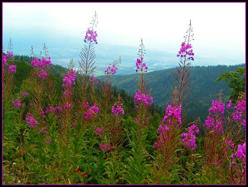 Pod Chlebom, Vrátna dolina