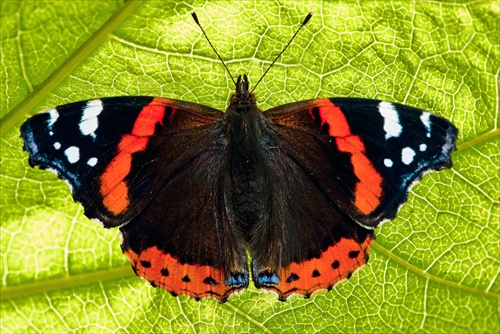 Babôčka admirálska (Vanessa atalanta)