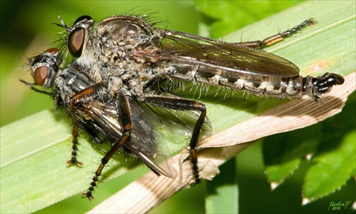 Asilidae (muchárka sp.)