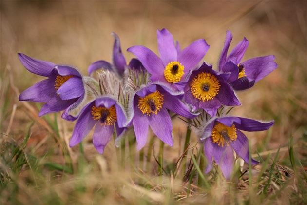 Pulsatilla slavica