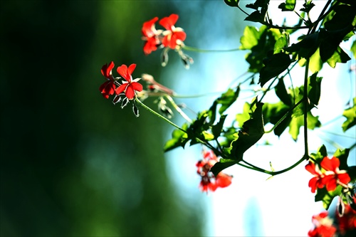 Flowers in the sun