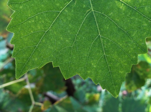 Grape leaf