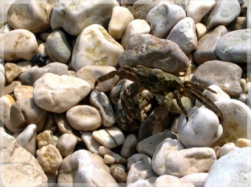 krab. MAKARSKA