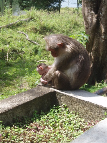 Mother's love