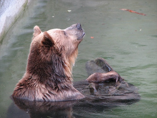 Bojnice ZOO - medved