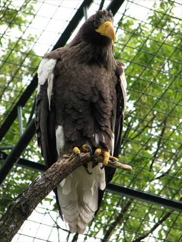 Bojnice ZOO - dravy vtak