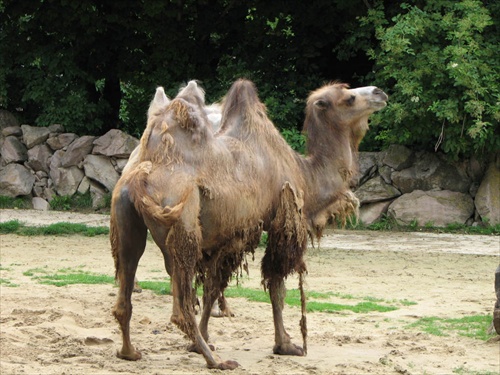 Bojnice ZOO - tava