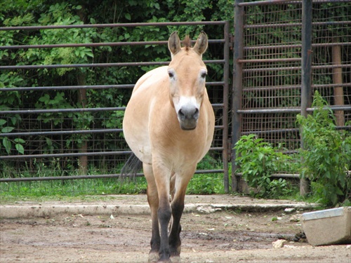 Bojnice ZOO - konik