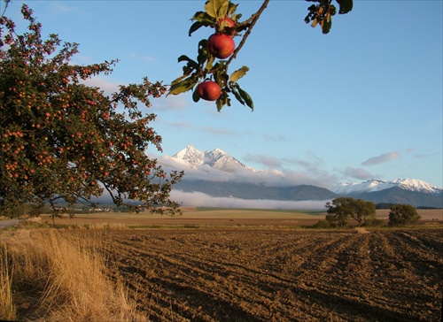 Jabloň - vyrovnaná