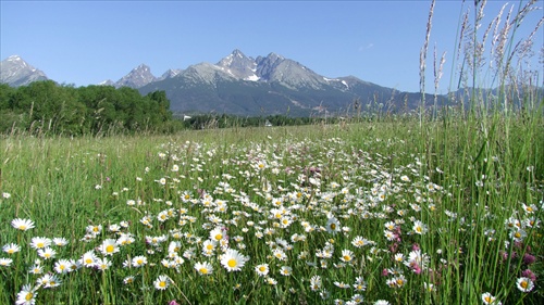 Koberec kvetov.