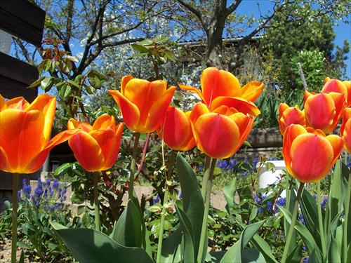 tulipany