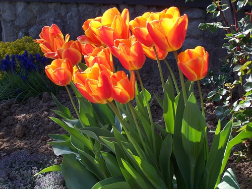 tulipany