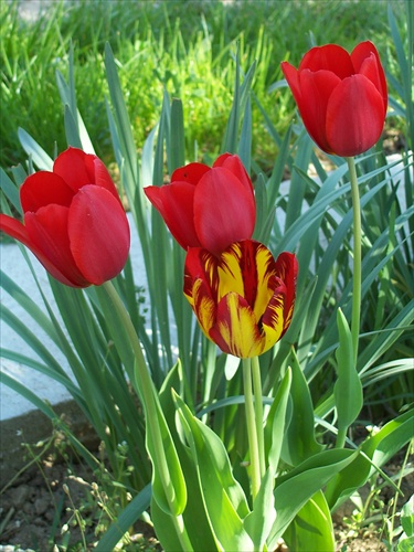 tulipany