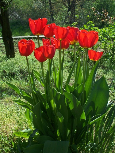 tulipany