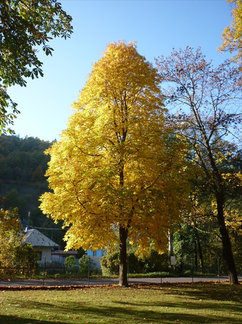 "žluťásek"