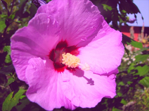 hibiscus