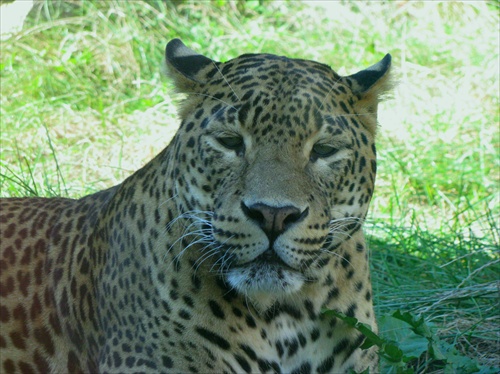 LEOPARD