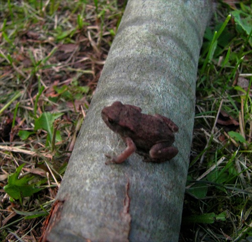 žabka