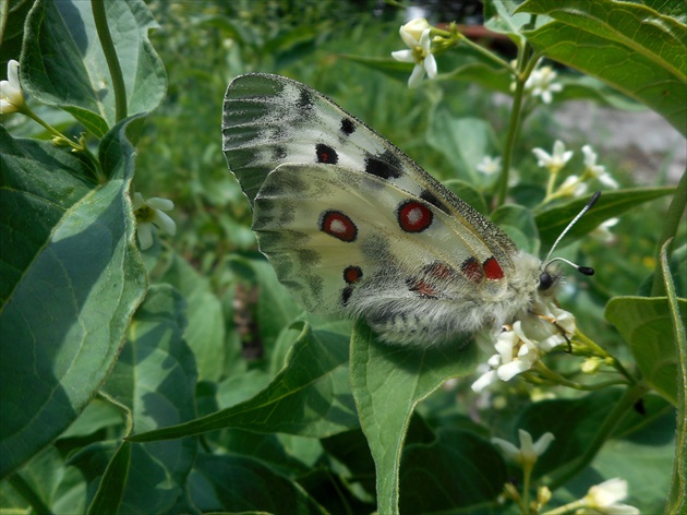 parnassius apollo