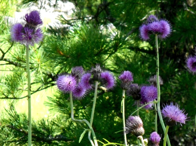 Tatranská Lomnica- botanická záhrada 1