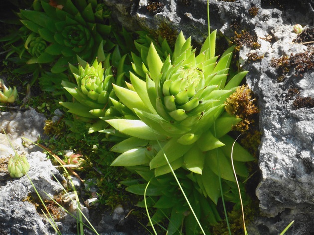 Tatranská Lomnica- botanická záhrada 3