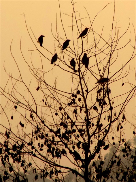 "vtáči strom"