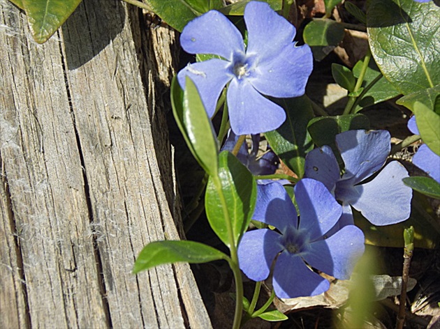 vinca minor