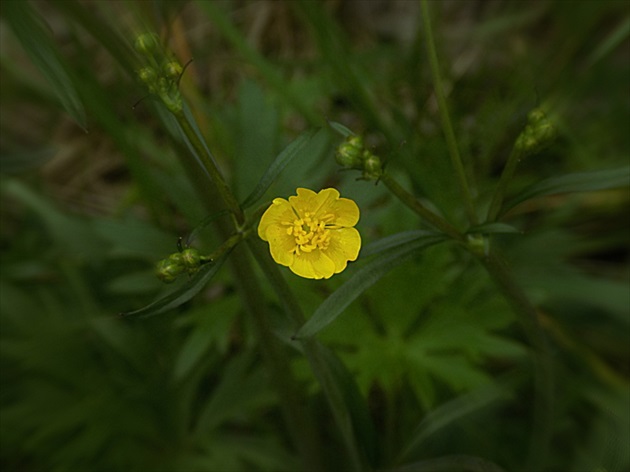 caltha palustris