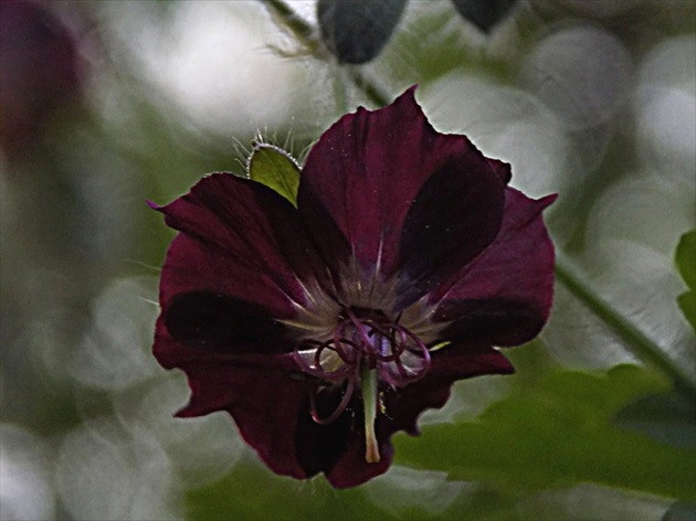 geranium