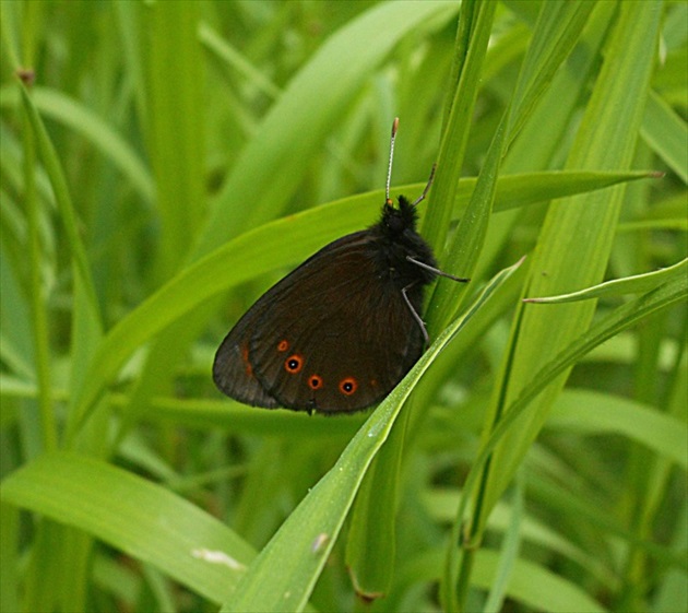 erebia medusa