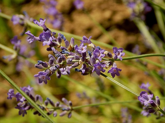 levandula