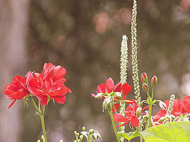 pelargonia na jeseň