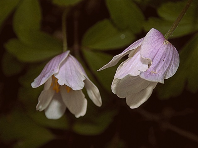 anemone nemorosa