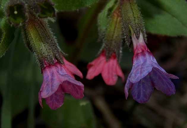 pulmonaria officinalis