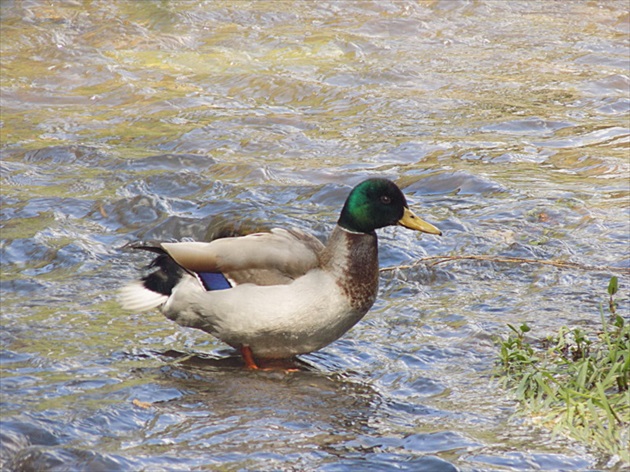 osvieženie