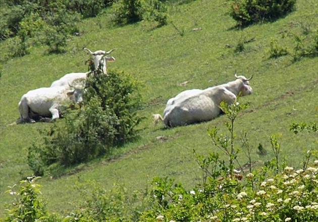 siesta