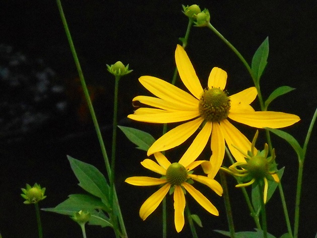 rudbekia