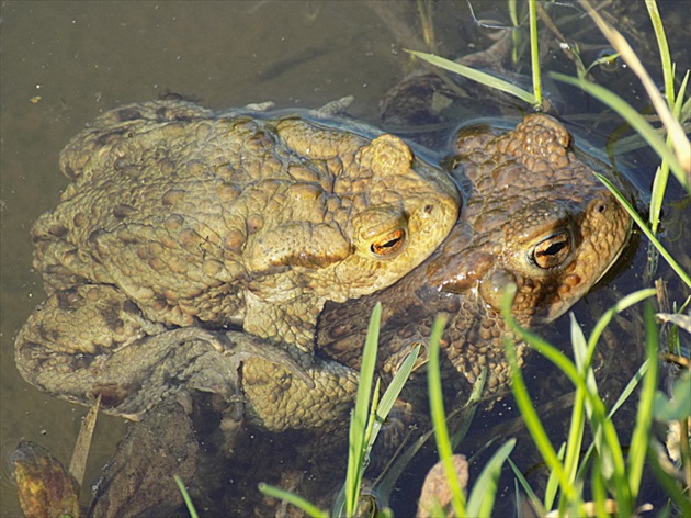 čas lásky