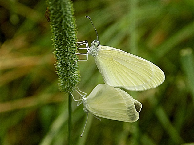 biela dvojica