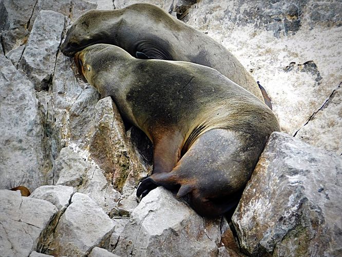 tulene, Islas Ballestas