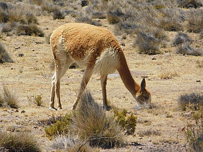 lama vikuňa, Peru