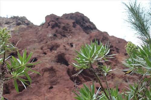 Guayadeque, Gran Canaria, ESP