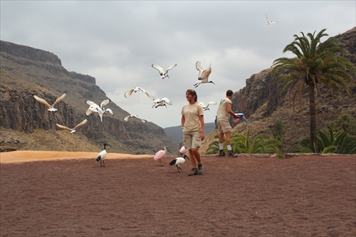 Pristátie, Palmitos Park, Gran Canaria,ESP