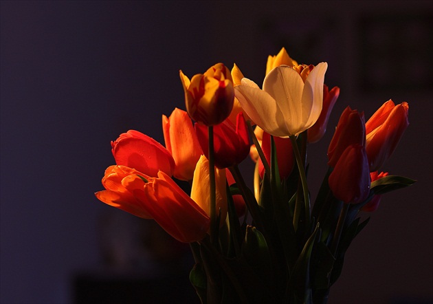 Tulips