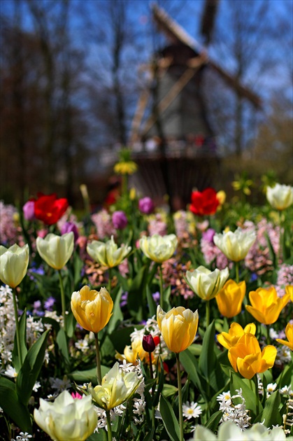 Keukenhof