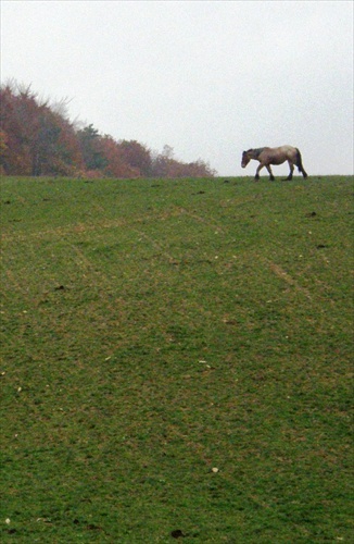 sám