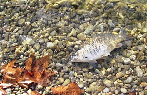 Koniec vianočného kapra