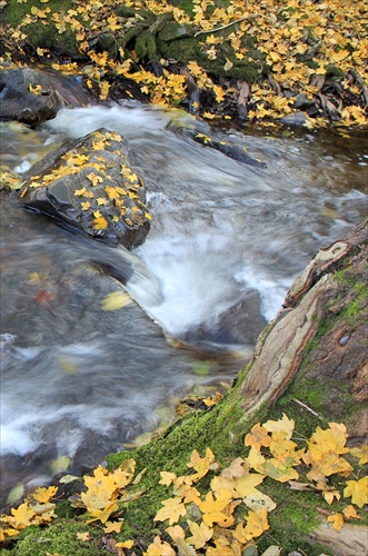 jesenná riava - Žitava